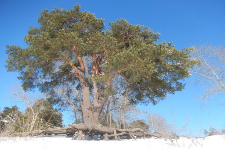 Голосование за Главное дерево страны!